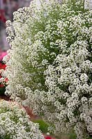 Lobularia Snowstorm