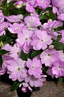 Impatiens Divine ™ Blue Pearl