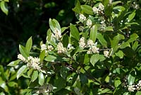 Prunus caroliniana Bright 'N Tight