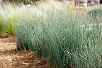 Flèches bleues Juncus