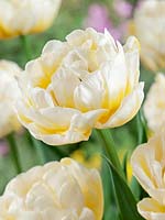 Tulipa Double Early Flaming Evita