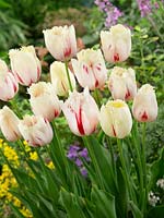 Carrousel Tulipa Crispa