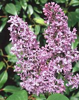 Syringa vulgaris Maurice Barres