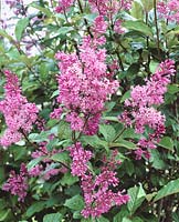 Syringa Nocturne