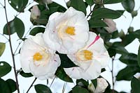 Camellia japonica Rev. Lawrence V. Bradley