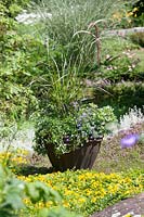 Pot de plantes avec Sedum kamtschaticum, Campanula portenschlagiana, Pennisetum Fireworks