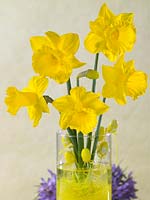 Lauréat du prix Narcissus Trumpet dans un vase