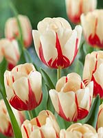 Tulipa Single Expression mondiale tardive