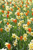 Tulipa praestans Unicum und Narcissus Large Semper Semper Avanti
