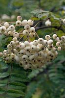 Sorbus x arnoldiana cygne blanc
