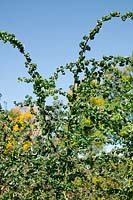 Salix babylonica Crispa