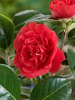 Camellia japonica Kramer Supreme