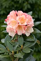 Rhododendron Aureolin