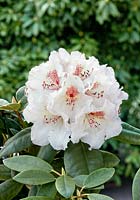 Rhododendron Simona