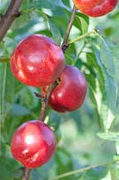 Prunus persica var. nucipersica Big Top ®