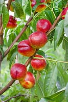 Prunus persica var. nucipersica Stark Redgold
