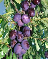 Prunus domestica subsp. domestica Verity