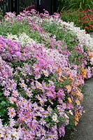 Chrysanthème Mammouth couleurs mélangées dans le jardin