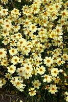 Moulinet Coreopsis