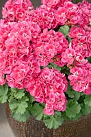 Pelargonium zonale Presto ™ Pink Eye