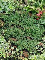 Découverte de Streib de Cotoneaster procumbens