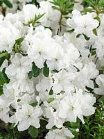 Rhododendron obtusum Mari's Choice