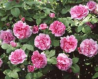 Rosa Empress Josephine