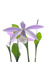 Pleione formosana