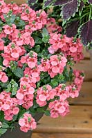 Diascia barberae Darla® Deep Salmon '11