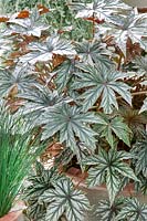 Begonia x hybrida Gryphon