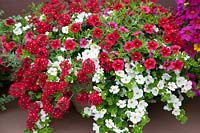 Fleur annuelle mélangée à Verbena Veralena ™ Red, Sutera Gulliver White, Calibrachoa Noa ™ Red en pot