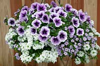 Panier suspendu avec Sutera Gulliver Blue Sensation, Petunia Ray ™ Purple Vein, Verbena Veralena ™ Elegant White