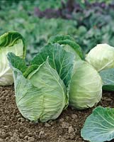 Brassica oleracea var. capitata f. alba Louviers