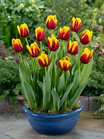 Tulipa Triumph Andre Citroen en pot
