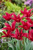 Menuet de poupée Tulipa viridiflora