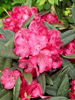 Rhododendron Diamant ®