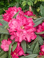 Rhododendron Diamant ®