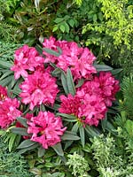 Rhododendron makinoi Rosa Perle (R)
