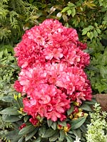 Rhododendron Malaga ®