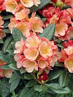 Rhododendron Aureolin ®