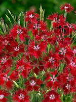 Dianthus superbus Crimsoniana