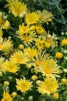 Chrysanthemum Mammoth Yellow