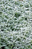 Cerastium tomentosum en hiver