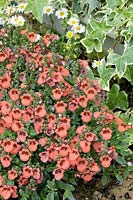 Diascia barberae Wink Orange