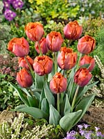 Tulipa Crispa Riador