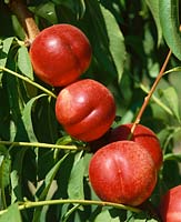Prunus persica var. nucipersica Fantasia