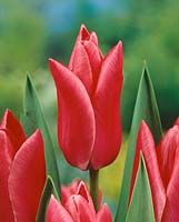 Tulipa Triumph Wonderful