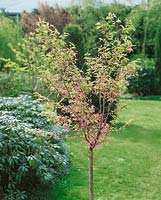Prunus kurilensis Ruby - Hochstamm