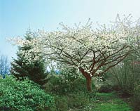 Prunus serrulata Taihaku