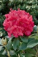 Prix du Rhododendron Hybride Markeeta